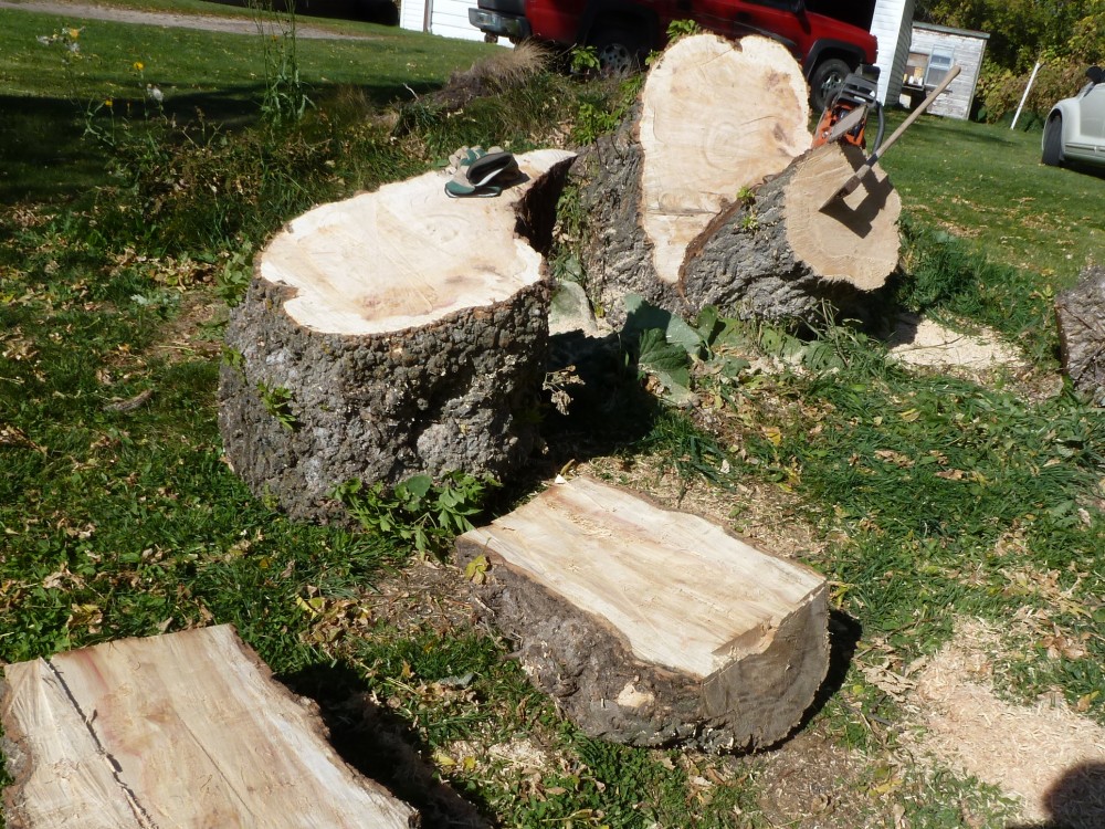 Lena's Tree